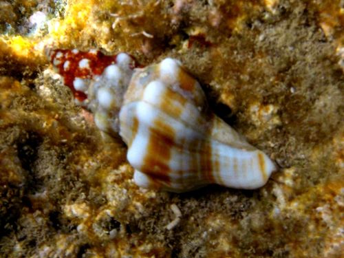 Tarantinaea lignaria (Linnaeus, 1758)