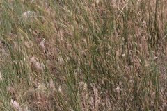 Juncus mexicanus
