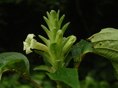 Ruellia tuxtlensis