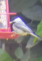 Poecile carolinensis