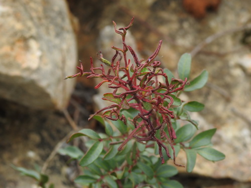 Aceria stefanii