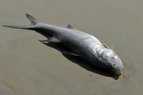 Giant African threadfin (Polydactylus quadrifilis) — Polynemidae