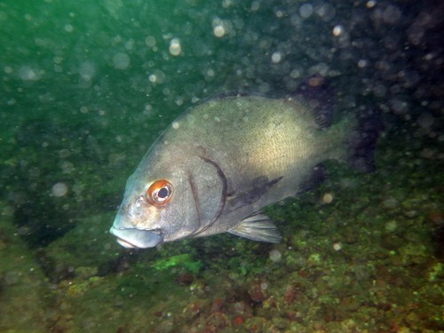 Photo of Bigscale grunt (Plectorhinchus macrolepis)