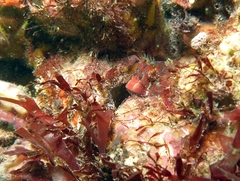 Oyster Blenny photo 3