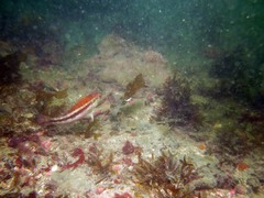 Grouper