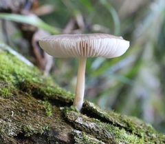 Pluteus minor