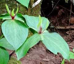 Trillium viridescens