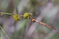 Carex serratodens