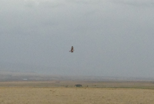 Buteo regalis