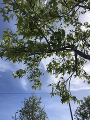 Liquidambar