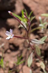 Epilobium minutum