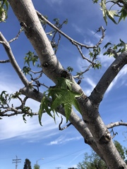 Liquidambar