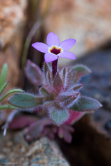 Collomia diversifolia