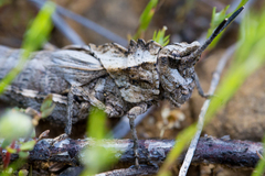 Dracotettix monstrosus
