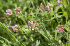Trifolium bifidum
