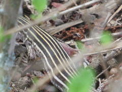 Aspidoscelis laredoensis