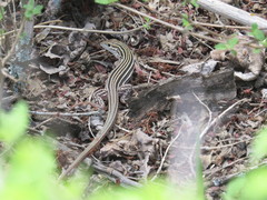 Aspidoscelis laredoensis