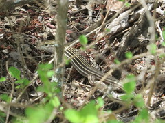 Aspidoscelis laredoensis