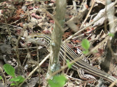 Aspidoscelis laredoensis