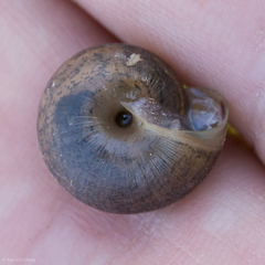 Helminthoglypta contracostae