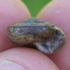 Helminthoglypta contracostae