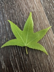 Liquidambar
