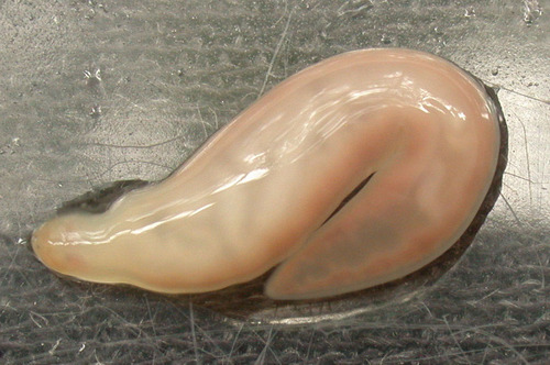 Tetrastemma arctica