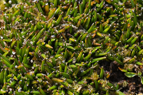 Astelia subulata (Astelia subulata)