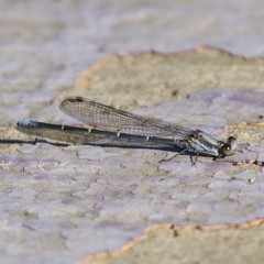 Argia moesta