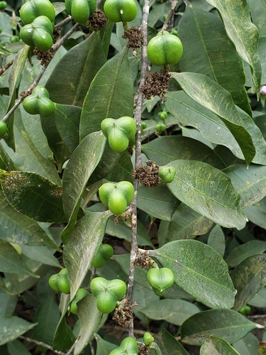 Anthostema senegalense (Anthostema senegalense)