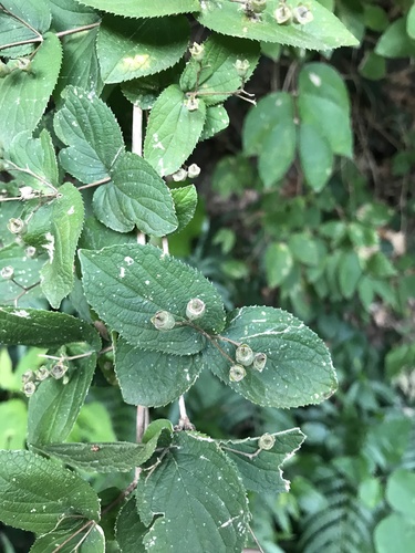 Image of Deutzia scabra by no rights reserved