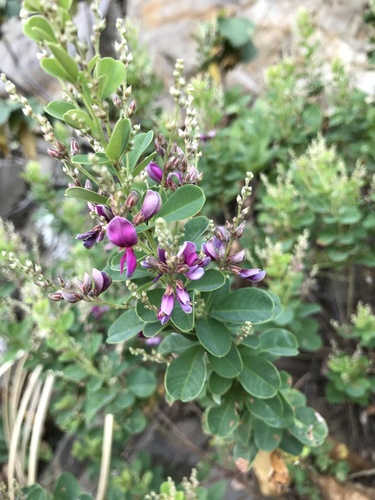Lespedeza × kagoshimensis iNat (1)