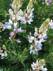 Lupinus variicolor