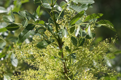 Fraxinus dipetala