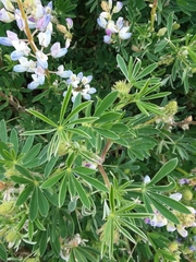 Lupinus variicolor