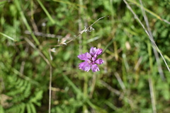 Allium serra