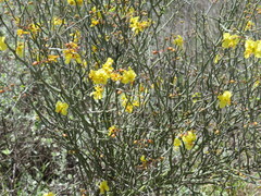 Parkinsonia texana