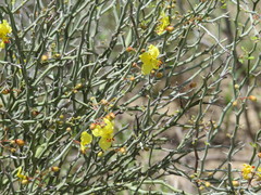Parkinsonia texana