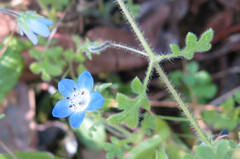 Nemophila menziesii