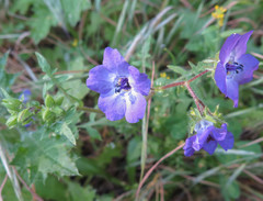 Pholistoma auritum auritum