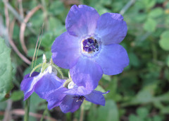 Pholistoma auritum auritum