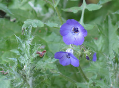 Pholistoma auritum auritum
