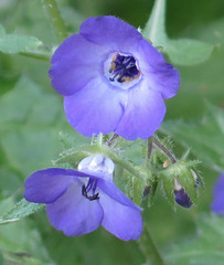 Pholistoma auritum auritum
