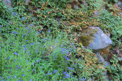 Pholistoma auritum auritum