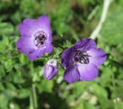 Pholistoma auritum auritum
