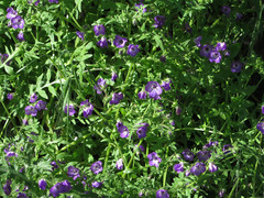 Pholistoma auritum auritum