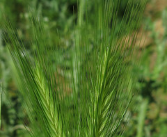 Hordeum murinum leporinum