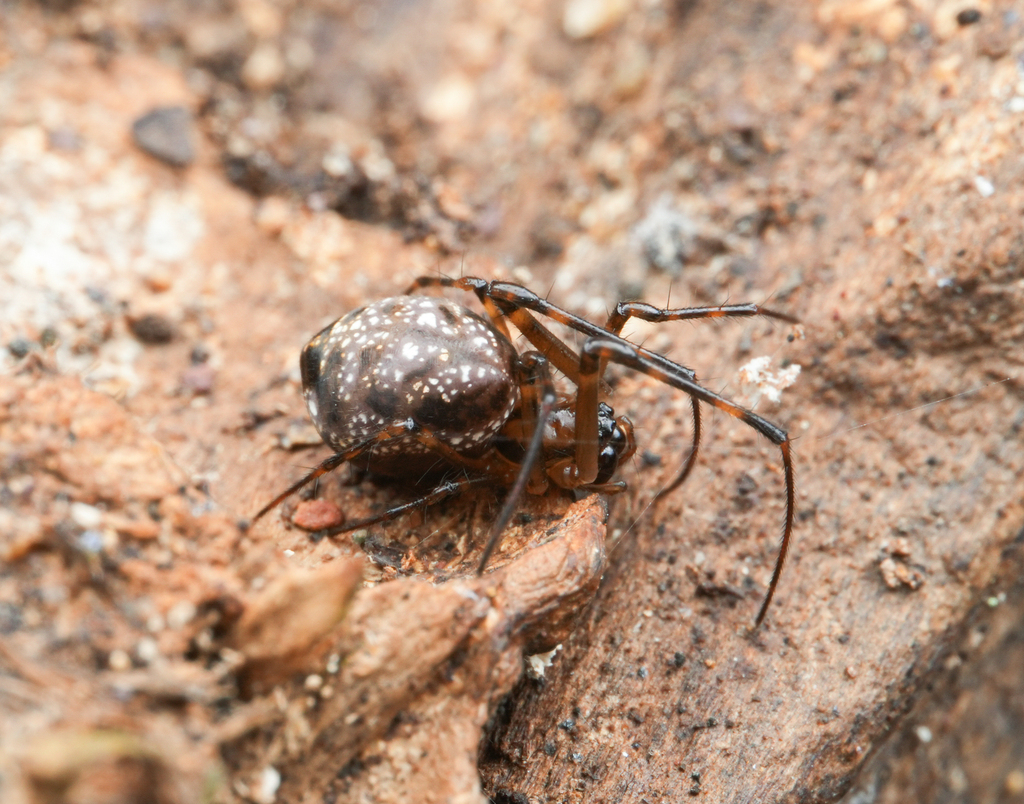 Okileucauge