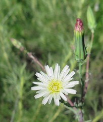 Rafinesquia californica
