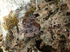 Pseudocyphellaria intricata
